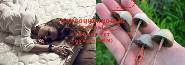 PSILOCYBIN Бородино