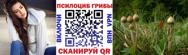 Псилоцибиновые грибы Cubensis Одинцово